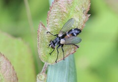 Cylindromyia auriceps