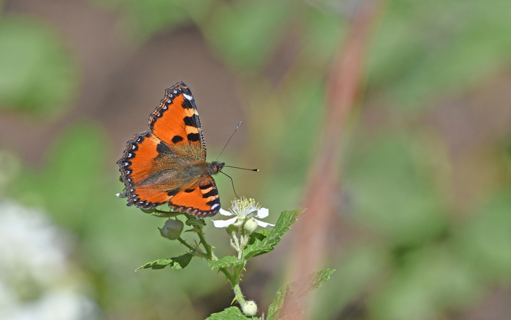 Corsican Small Tortoiseshell