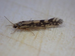 Agraylea multipunctata