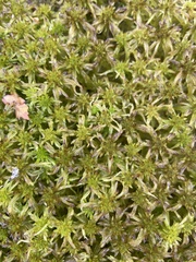 Sphagnum
