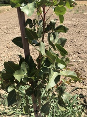 Pistacia vera