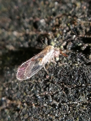 Trichopsocus