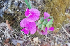 Lathyrus