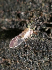 Trichopsocus