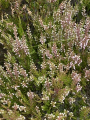 Calluna vulgaris