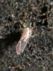 Trichopsocus