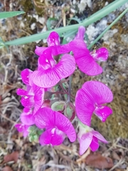 Lathyrus