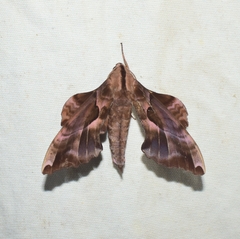 Phyllosphingia dissimilis