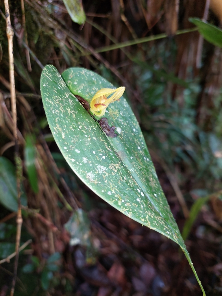 Pleurothallis siphoglossa