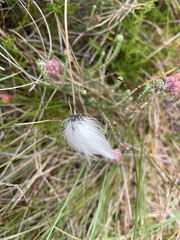 Eriophorum vaginatum