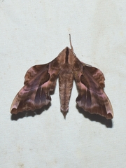 Phyllosphingia dissimilis