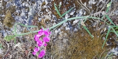 Lathyrus