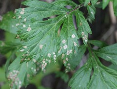 Coleophora trochilella
