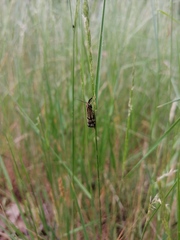 Chrysocrambus dentuellus