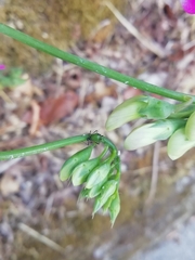 Lathyrus