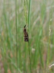Chrysocrambus dentuellus
