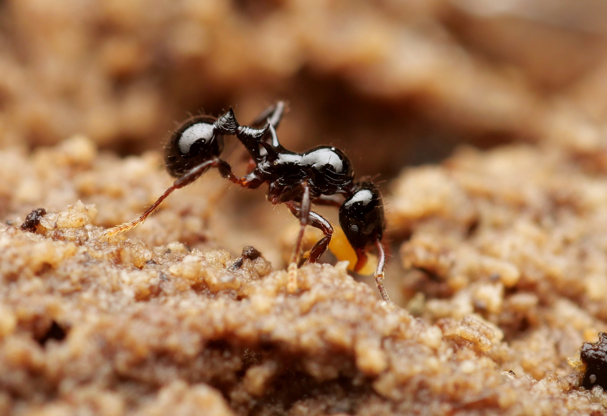Lordomyrma crawleyi