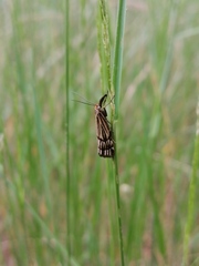 Chrysocrambus dentuellus