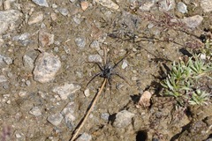 Pardosa saturatior
