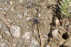 Pardosa saturatior
