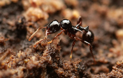 Lordomyrma crawleyi