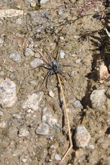 Pardosa saturatior