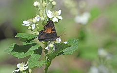 Aglais ichnusa
