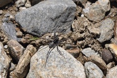 Pardosa saturatior