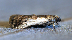 Acrobasis tumidulella