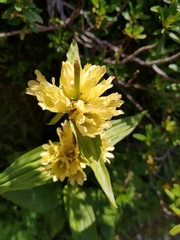 Gentiana