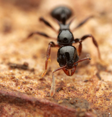 Lordomyrma crawleyi