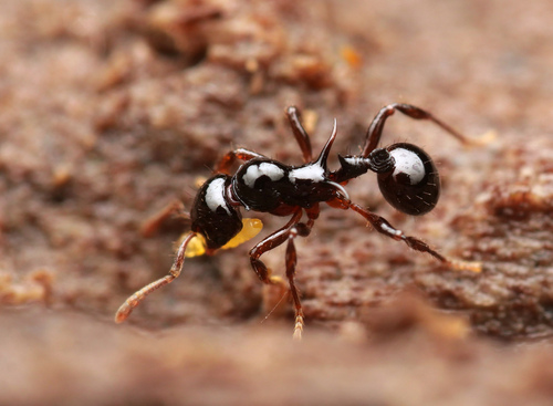 Lordomyrma crawleyiLordomyrma crawleyi
