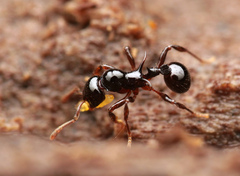 Lordomyrma crawleyi