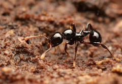 Lordomyrma crawleyi