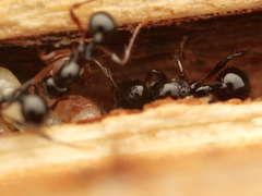 Lordomyrma crawleyi