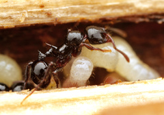 Lordomyrma crawleyi