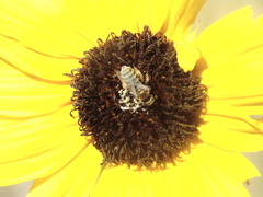 Cockerellia