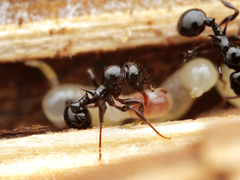 Lordomyrma crawleyi