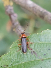 Cantharis nigra