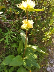 Gentiana