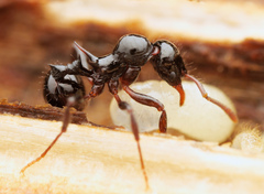 Lordomyrma crawleyi