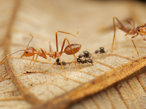 Crematogaster flavitarsisCrematogaster flavitarsis