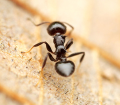 Crematogaster flavitarsis