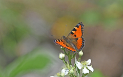 Aglais ichnusa
