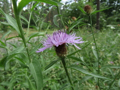 Centaurea phrygia phrygia
