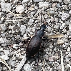 Carabus henningi