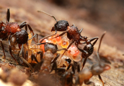 Tetramorium carinatumTetramorium carinatum