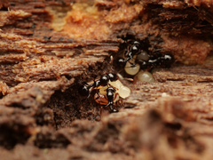 Lordomyrma crawleyi