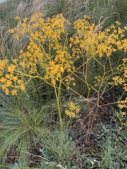 Ferula caspica
