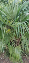Chamaerops humilis